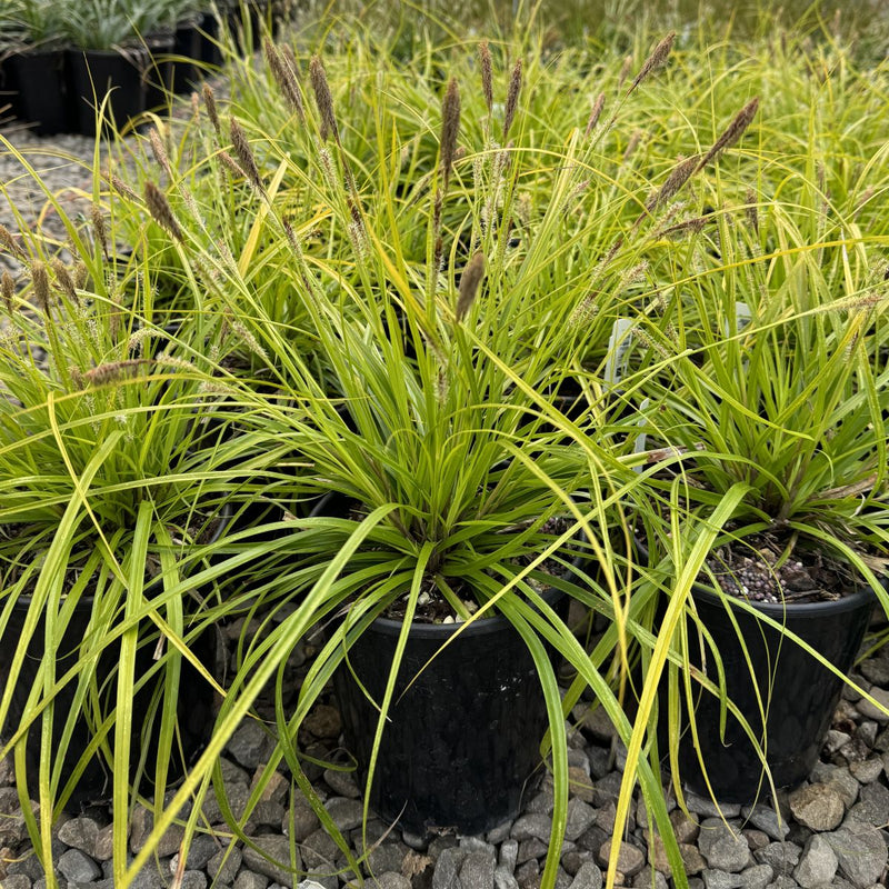 Grass, Carex oshimensis EVERCOLOR® 'Everillo' PP21002