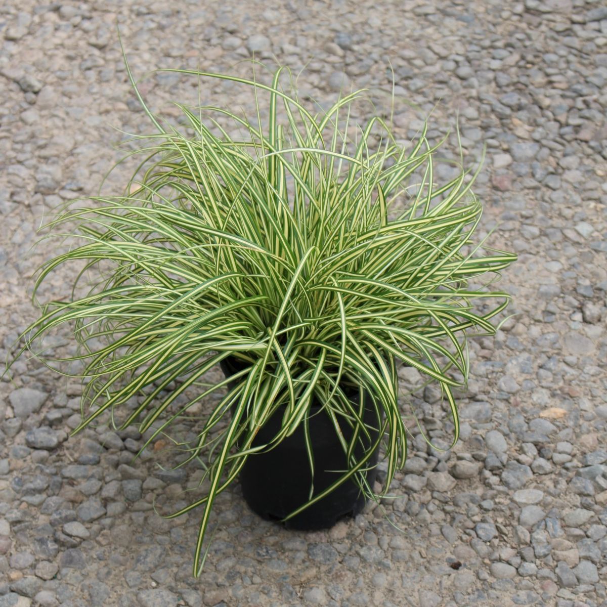 Grass, Carex oshimensis EVERCOLOR® 'Everoro' PP23406