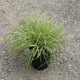 Grass, Carex oshimensis EVERCOLOR® 'Everoro' PP23406