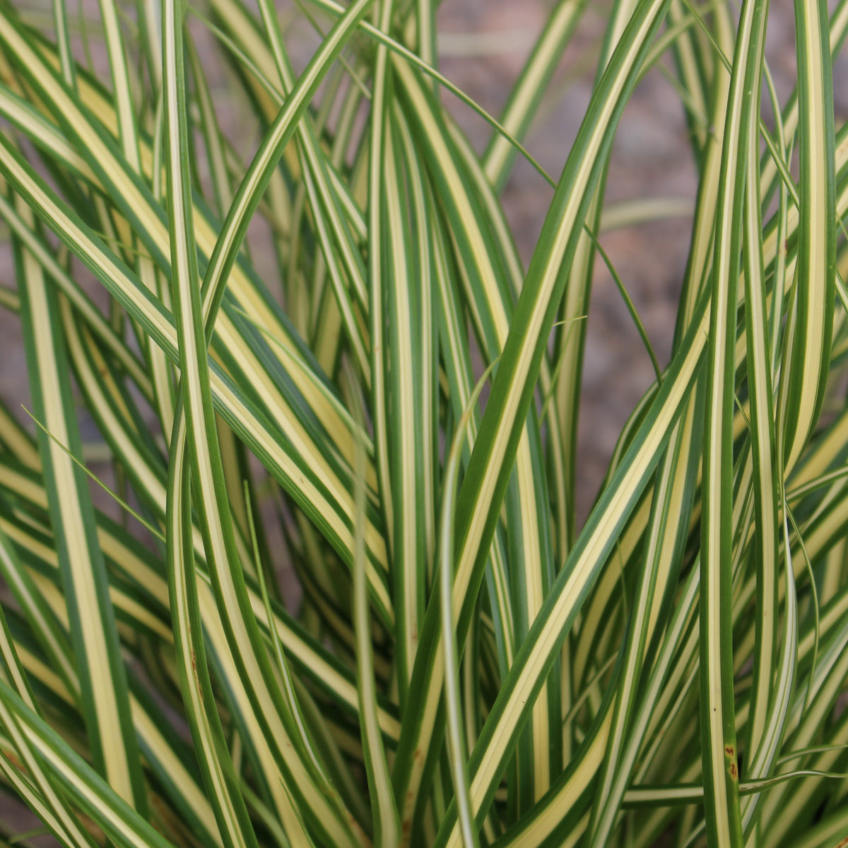 Grass, Carex oshimensis EVERCOLOR® 'Everoro' PP23406
