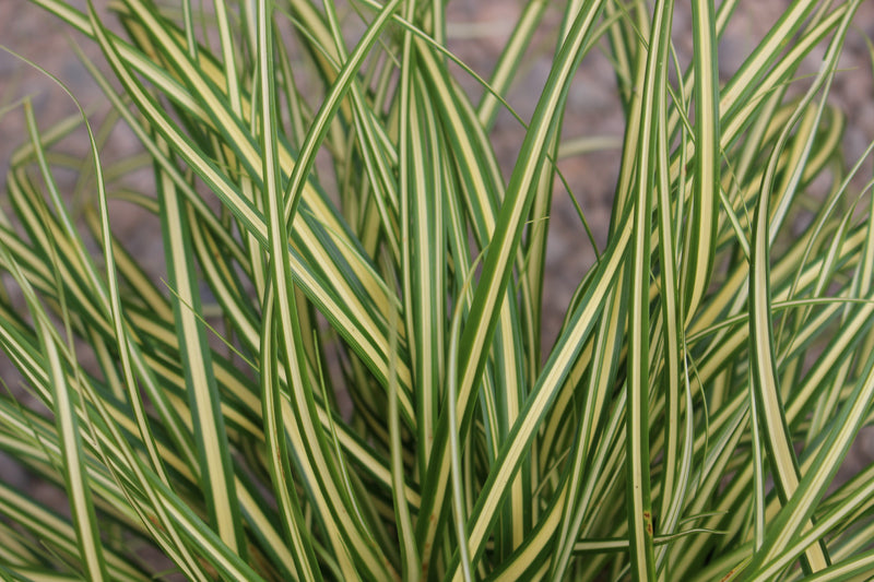 Grass, Carex oshimensis EVERCOLOR® 'Everoro' PP23406