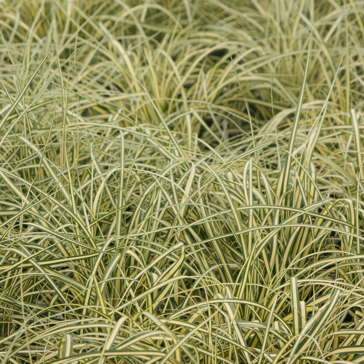 Grass, Carex oshimensis EVERCOLOR® 'Everoro' PP23406