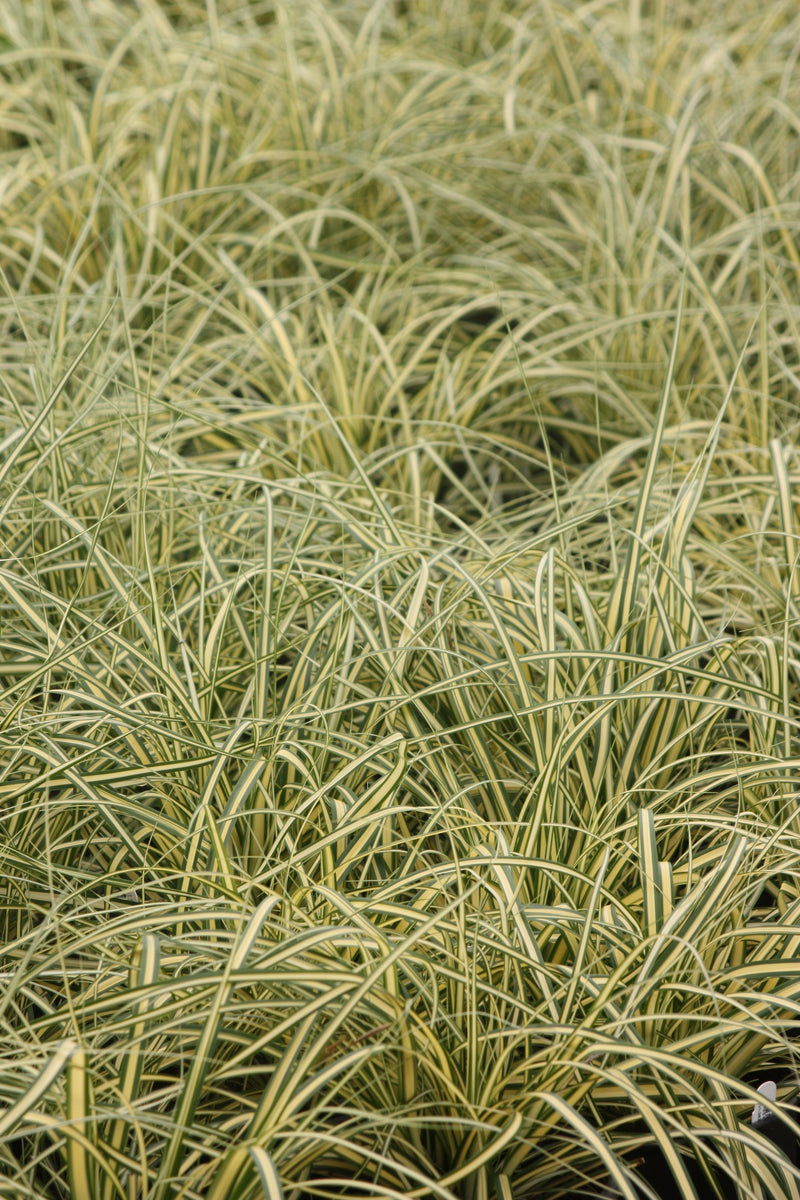 Grass, Carex oshimensis EVERCOLOR® 'Everoro' PP23406