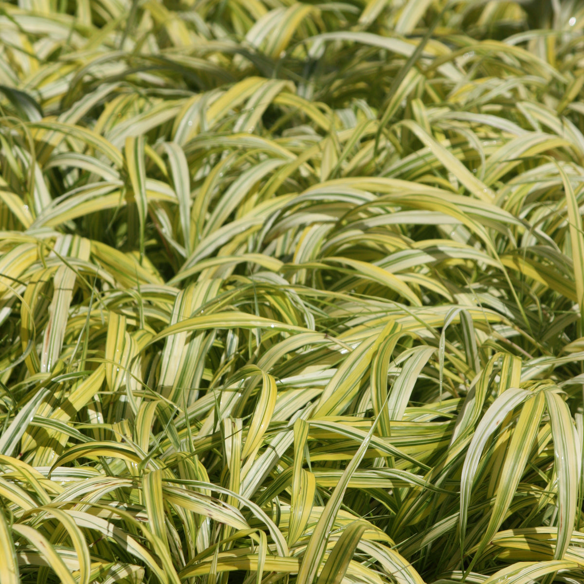 Grass, Hakonechloa m. 'Aureola'