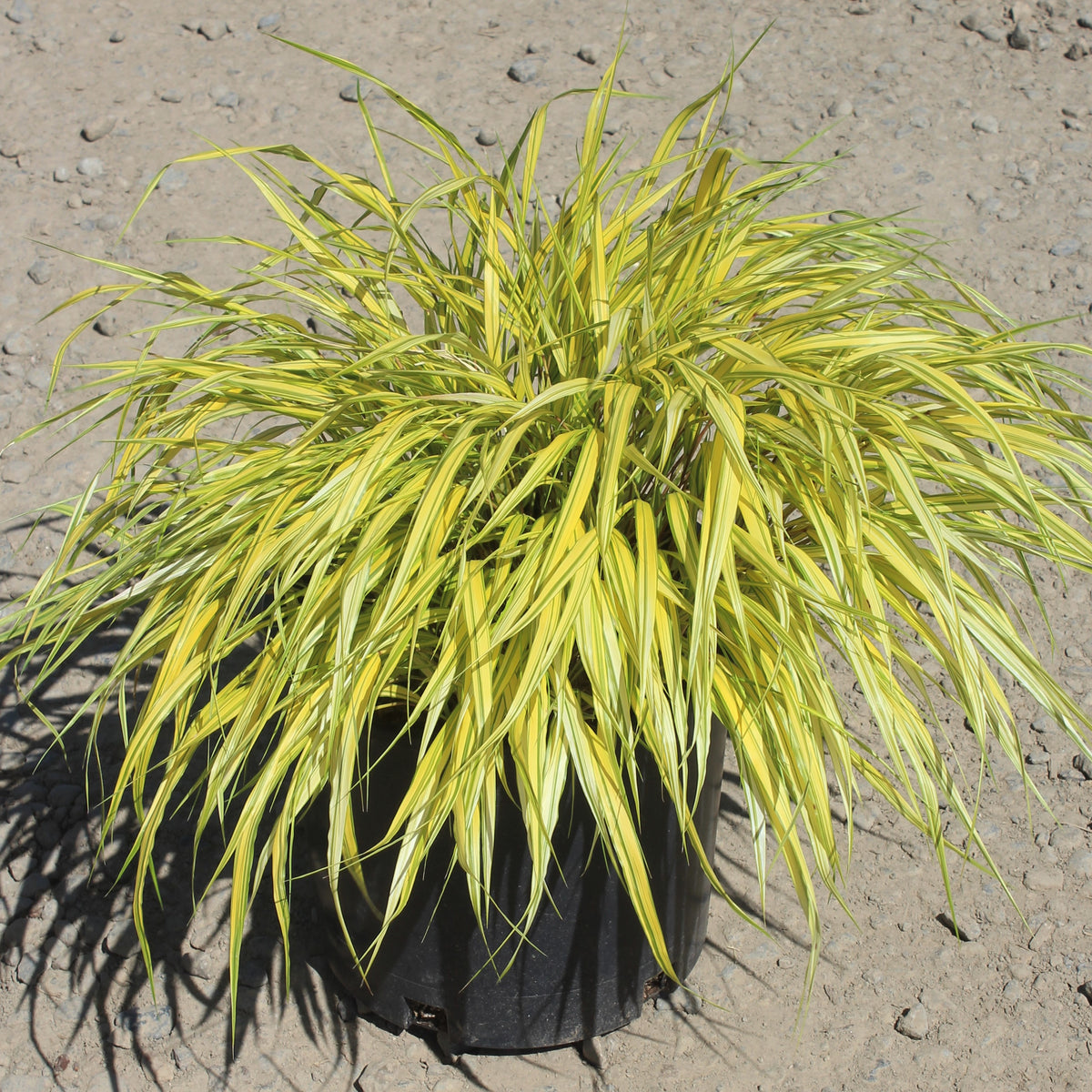 Grass, Hakonechloa m. 'Aureola'