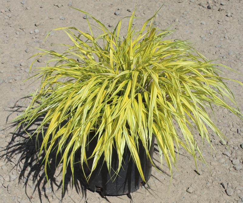 Grass, Hakonechloa m. 'Aureola'