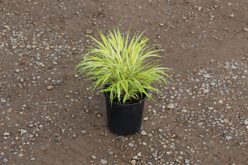 Grass, Hakonechloa m. 'Aureola'