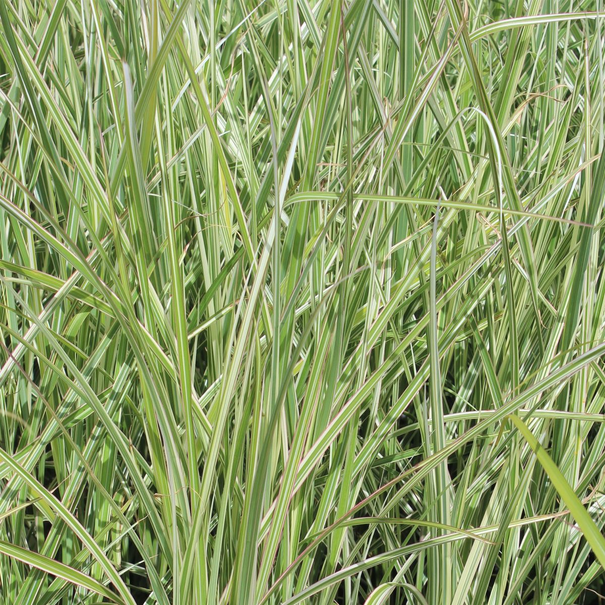 Grass, Miscanthus sin. 'Rigoletto'