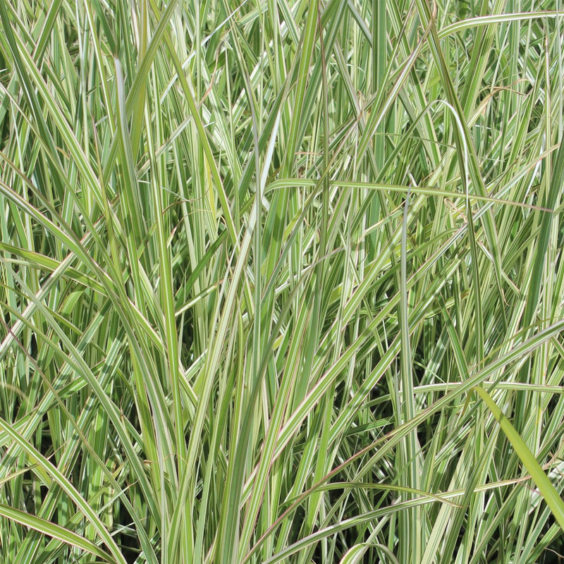 Grass, Miscanthus sin. 'Rigoletto'