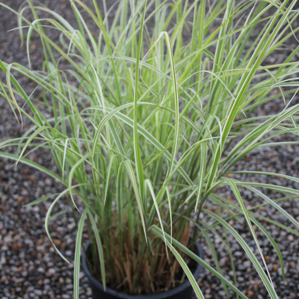 Grass, Miscanthus sin. 'Rigoletto'