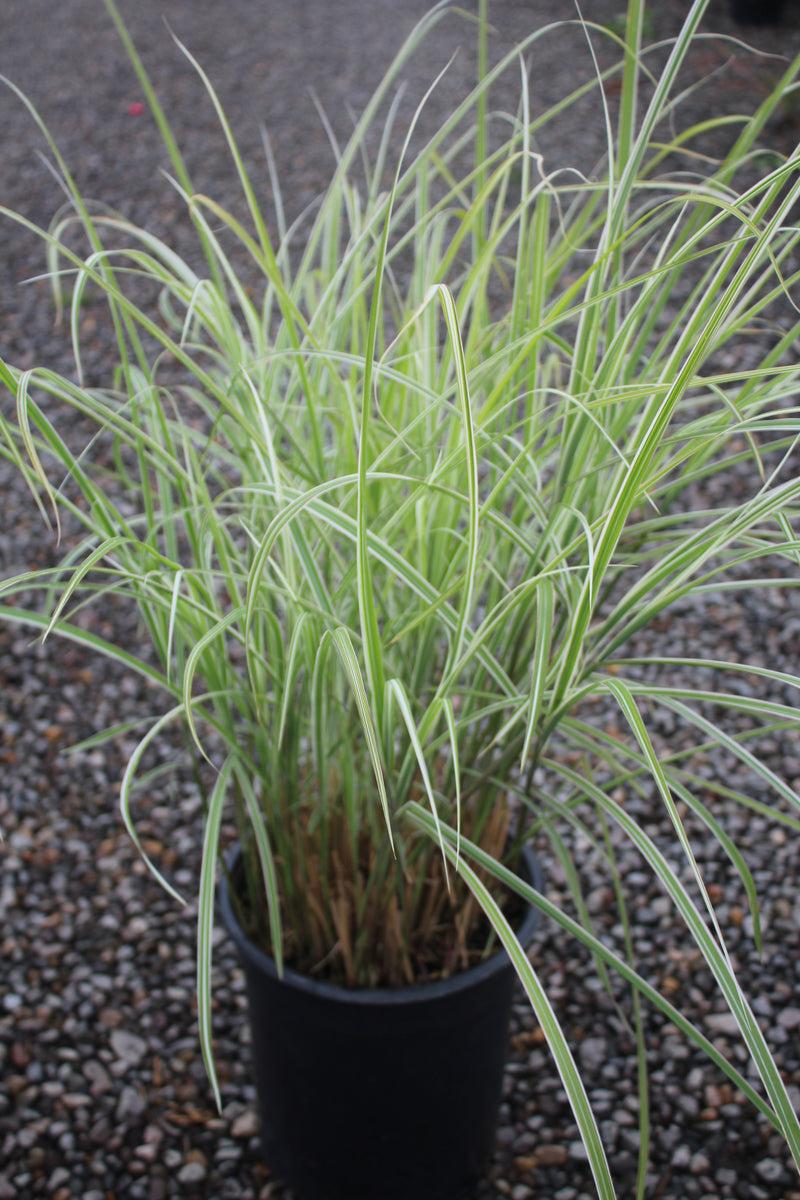 Grass, Miscanthus sin. 'Rigoletto'