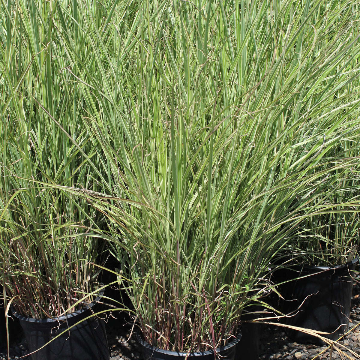 Grass, Miscanthus sin. 'Rigoletto'