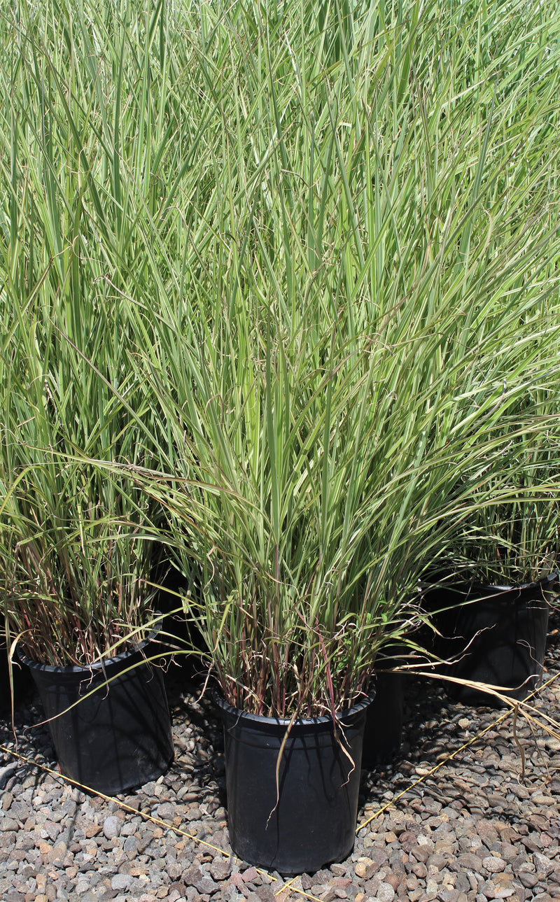Grass, Miscanthus sin. 'Rigoletto'