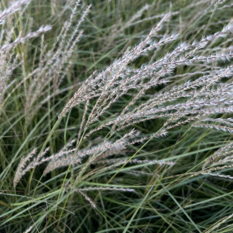 Grass, Miscanthus sin. 'Yaku Jima'