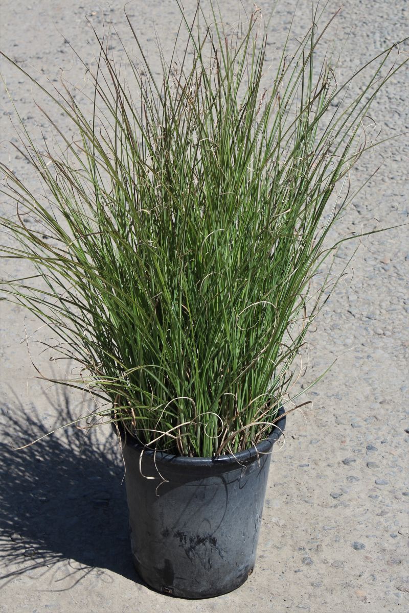 Grass, Miscanthus sin. 'Yaku Jima'