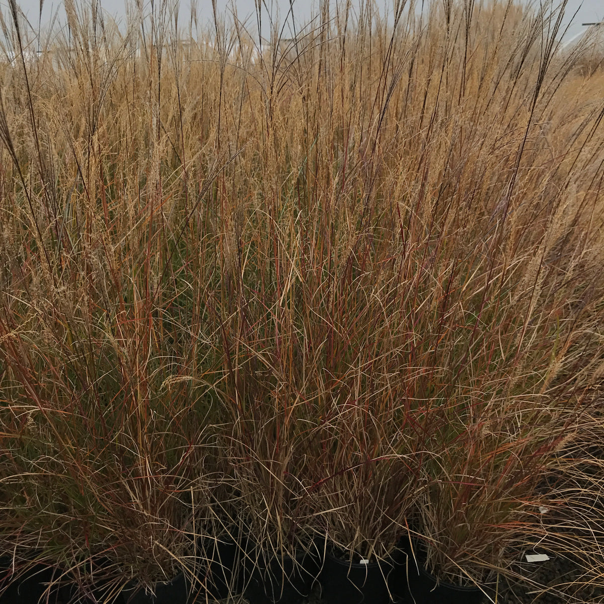 Grass, Miscanthus sin. 'Yaku Jima'