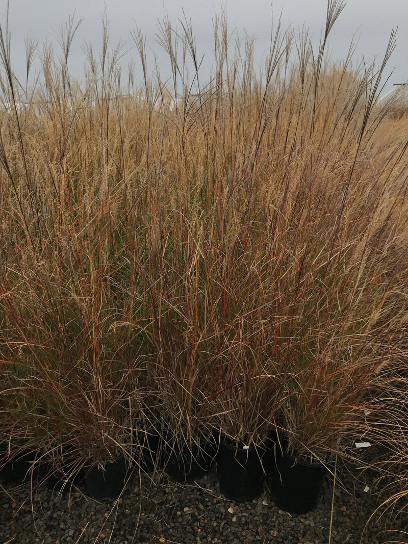 Grass, Miscanthus sin. 'Yaku Jima'