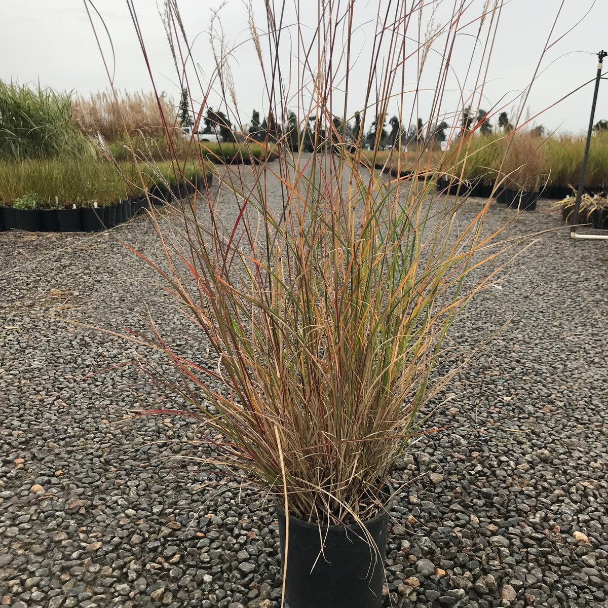 Grass, Miscanthus sin. 'Yaku Jima'