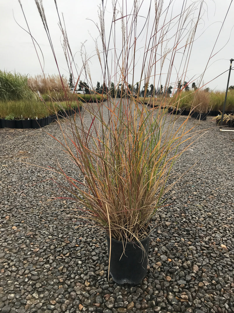Grass, Miscanthus sin. 'Yaku Jima'