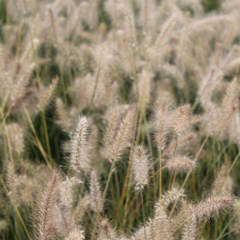 Grass, Pennisetum a. 'Little Bunny'
