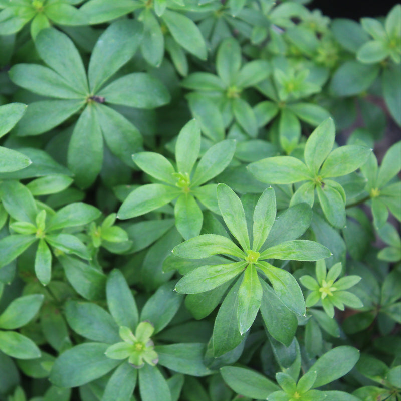 Groundcover, Galium odoratum- 25 per flat