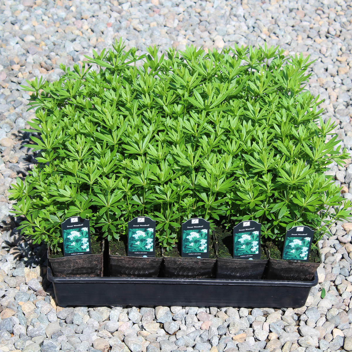 Groundcover, Galium odoratum- 25 per flat