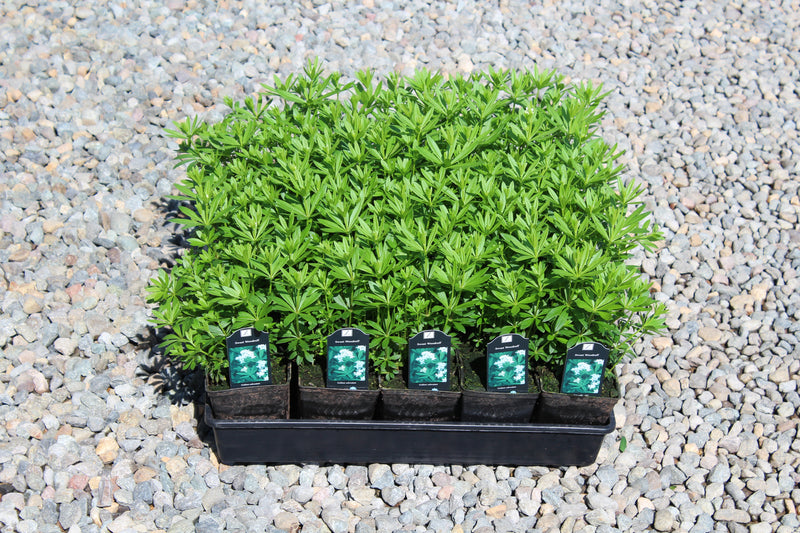 Groundcover, Galium odoratum- 25 per flat