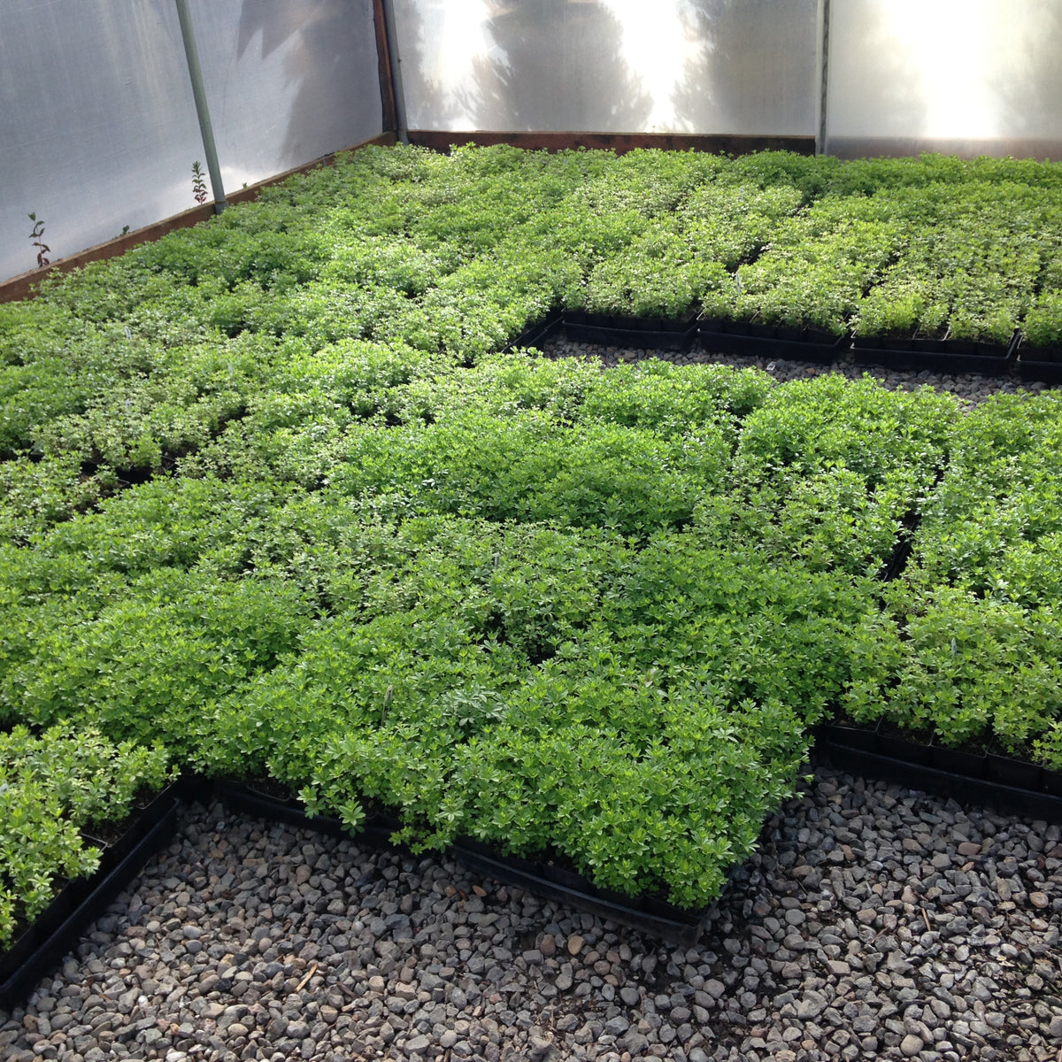 Groundcover, Galium odoratum- 25 per flat
