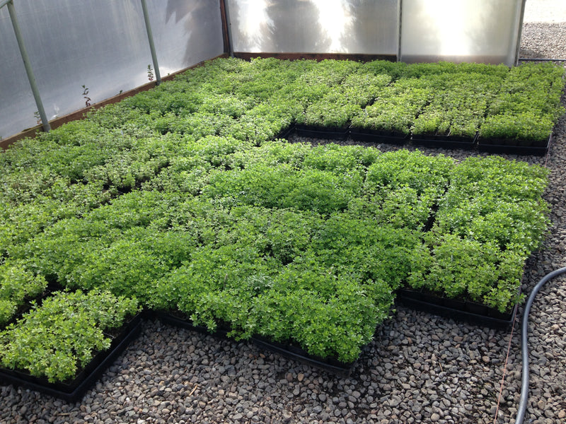 Groundcover, Galium odoratum- 25 per flat