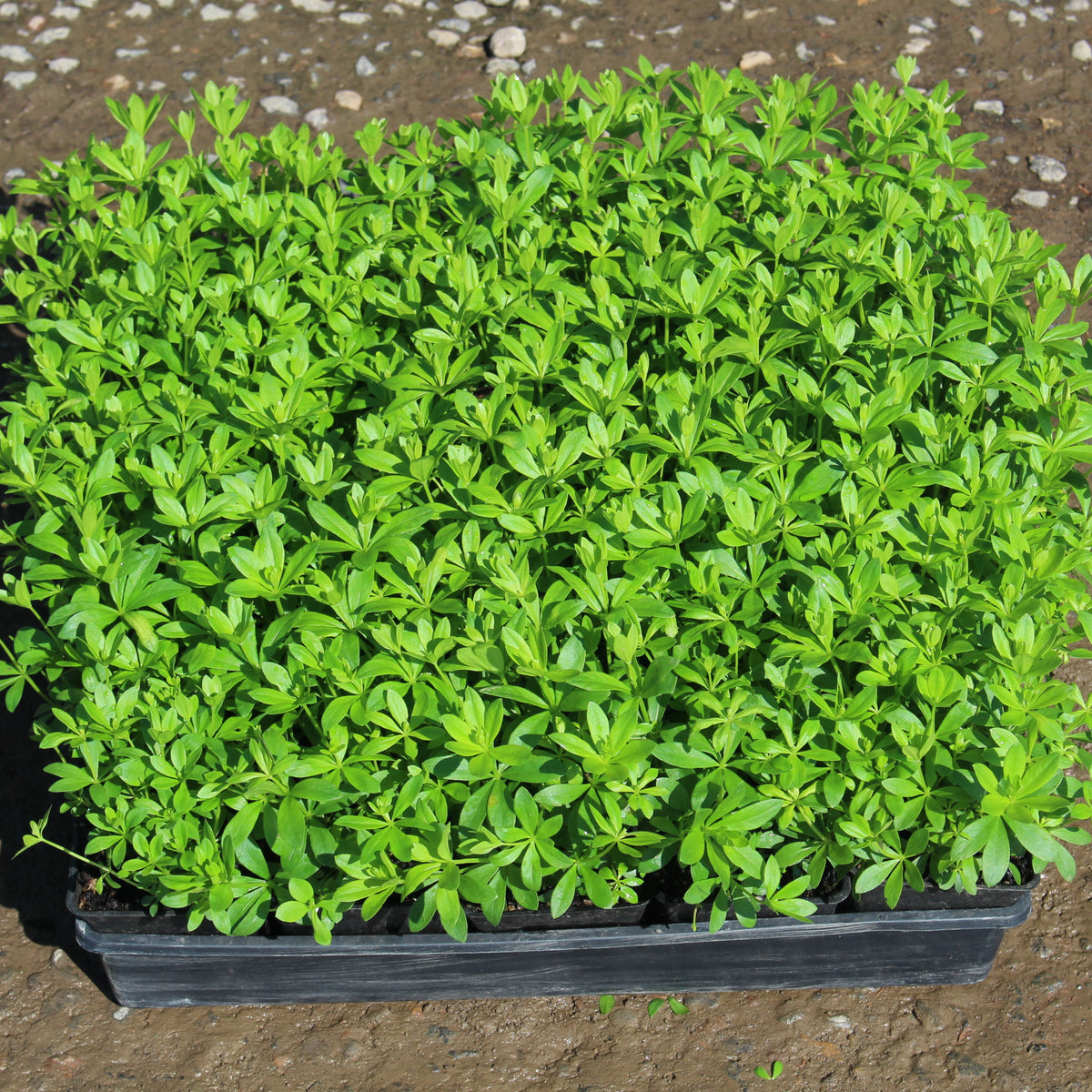 Groundcover, Galium odoratum- 25 per flat