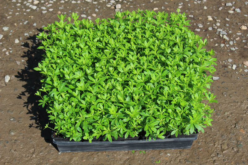 Groundcover, Galium odoratum- 25 per flat