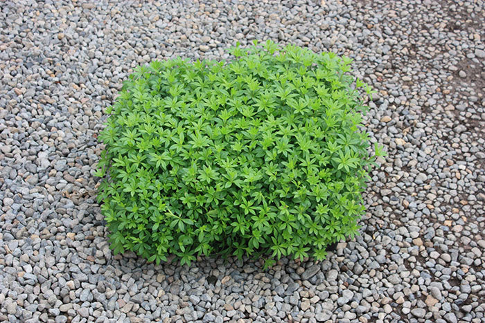 Groundcover, Galium odoratum- 25 per flat