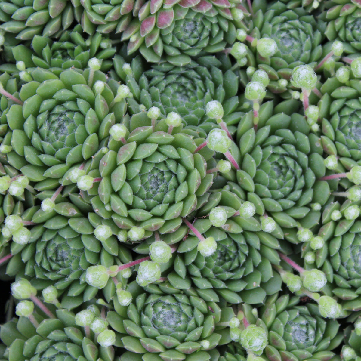 Groundcover, Sempervivum 'Pekinese'- 25 per flat