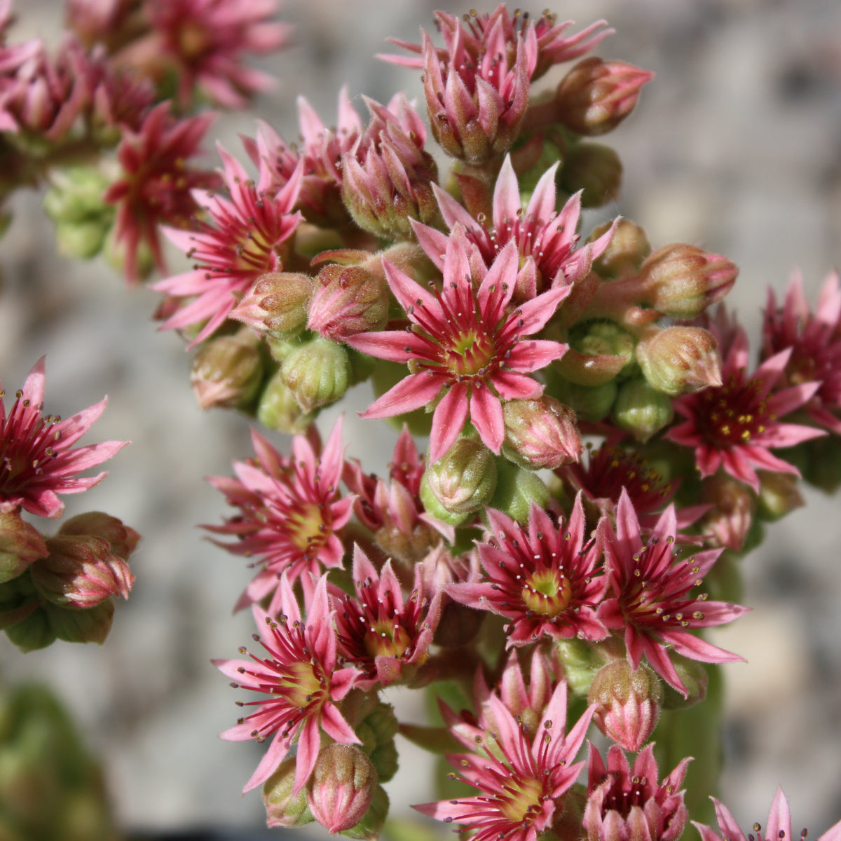 Groundcover, Sempervivum 'Pekinese'- 25 per flat