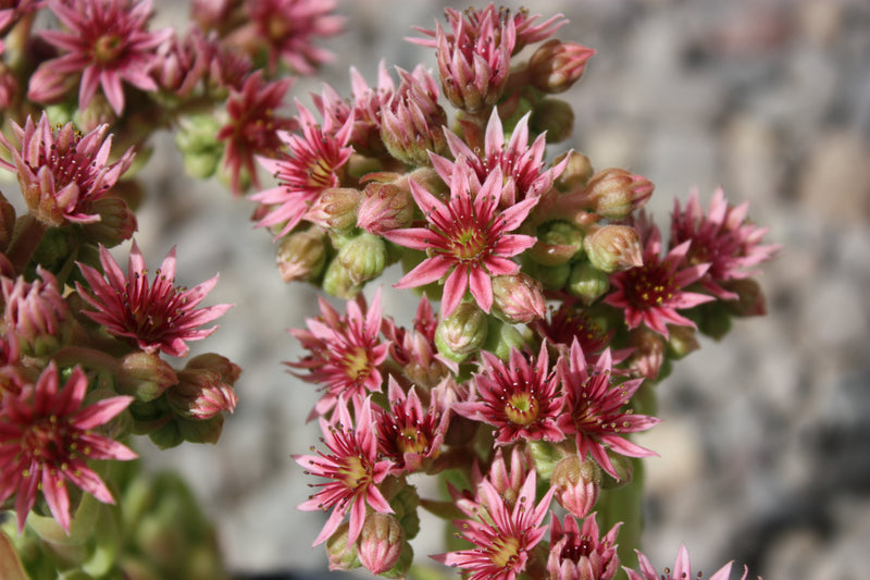 Groundcover, Sempervivum 'Pekinese'- 25 per flat