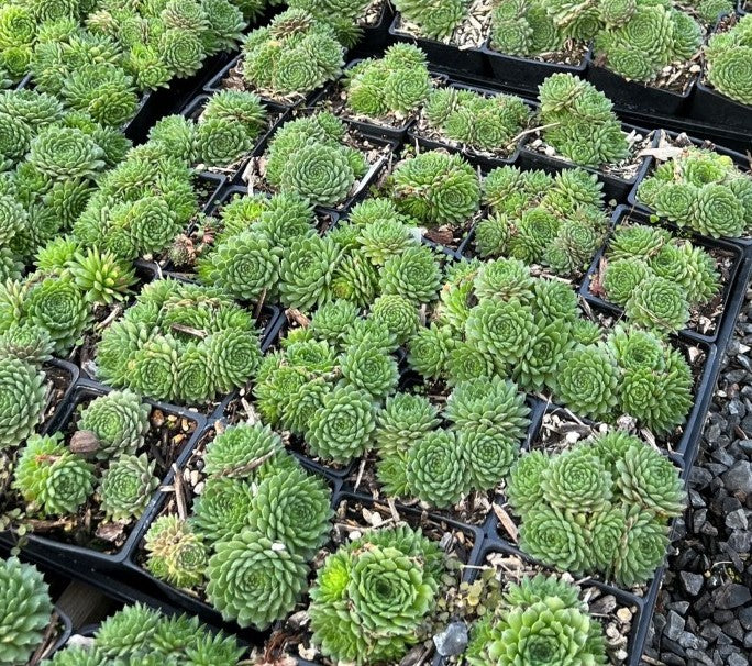 Groundcover, Sempervivum 'Pekinese'- 25 per flat