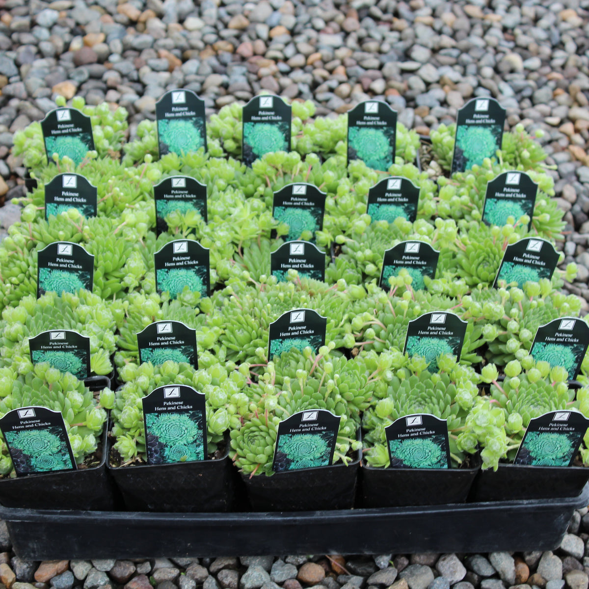 Groundcover, Sempervivum 'Pekinese'- 25 per flat
