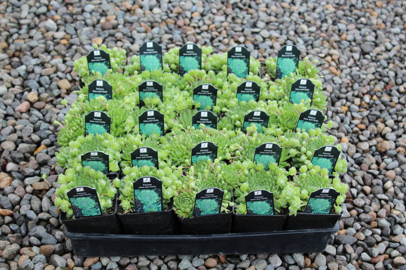 Groundcover, Sempervivum 'Pekinese'- 25 per flat