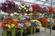 Hanging Basket - 'Premium Annual 12 Inch'
