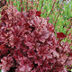 Heuchera 'Berry Marmalade' PP23285