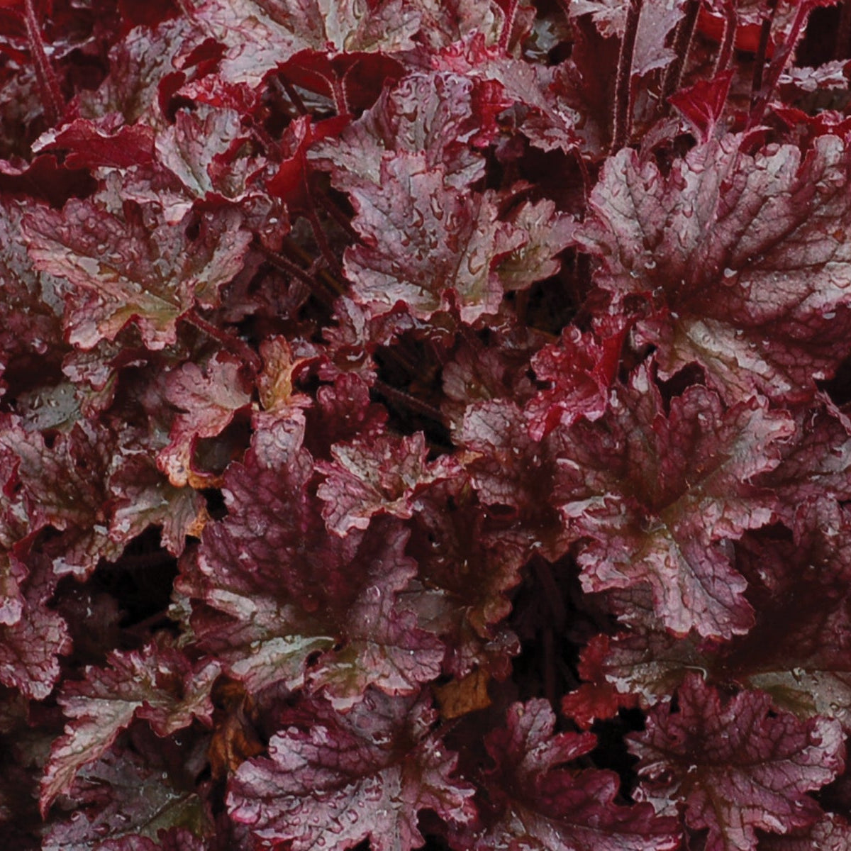 Heuchera 'Berry Marmalade' PP23285