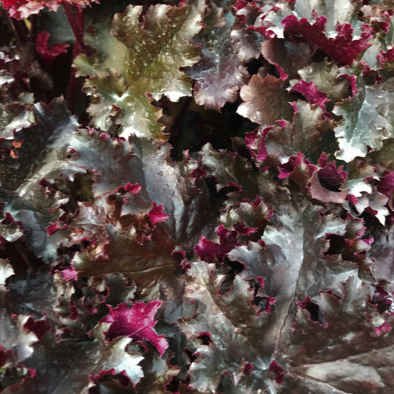 Heuchera 'Black Taffeta' PP26162