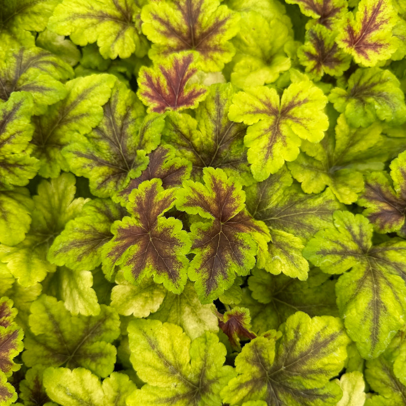 Heucherella 'Mojito'