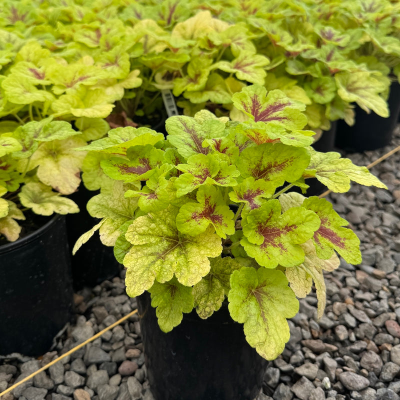 Heucherella 'Mojito'
