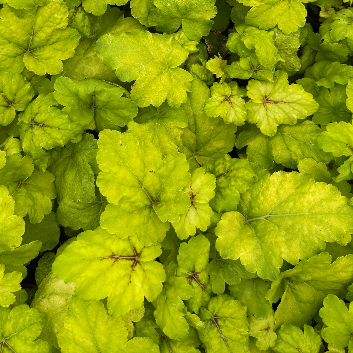 Heucherella 'Stoplight' PP16835