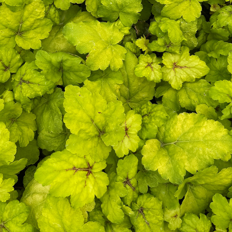 Heucherella 'Stoplight' PP16835