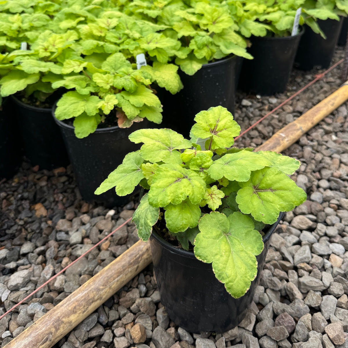 Heucherella 'Stoplight' PP16835