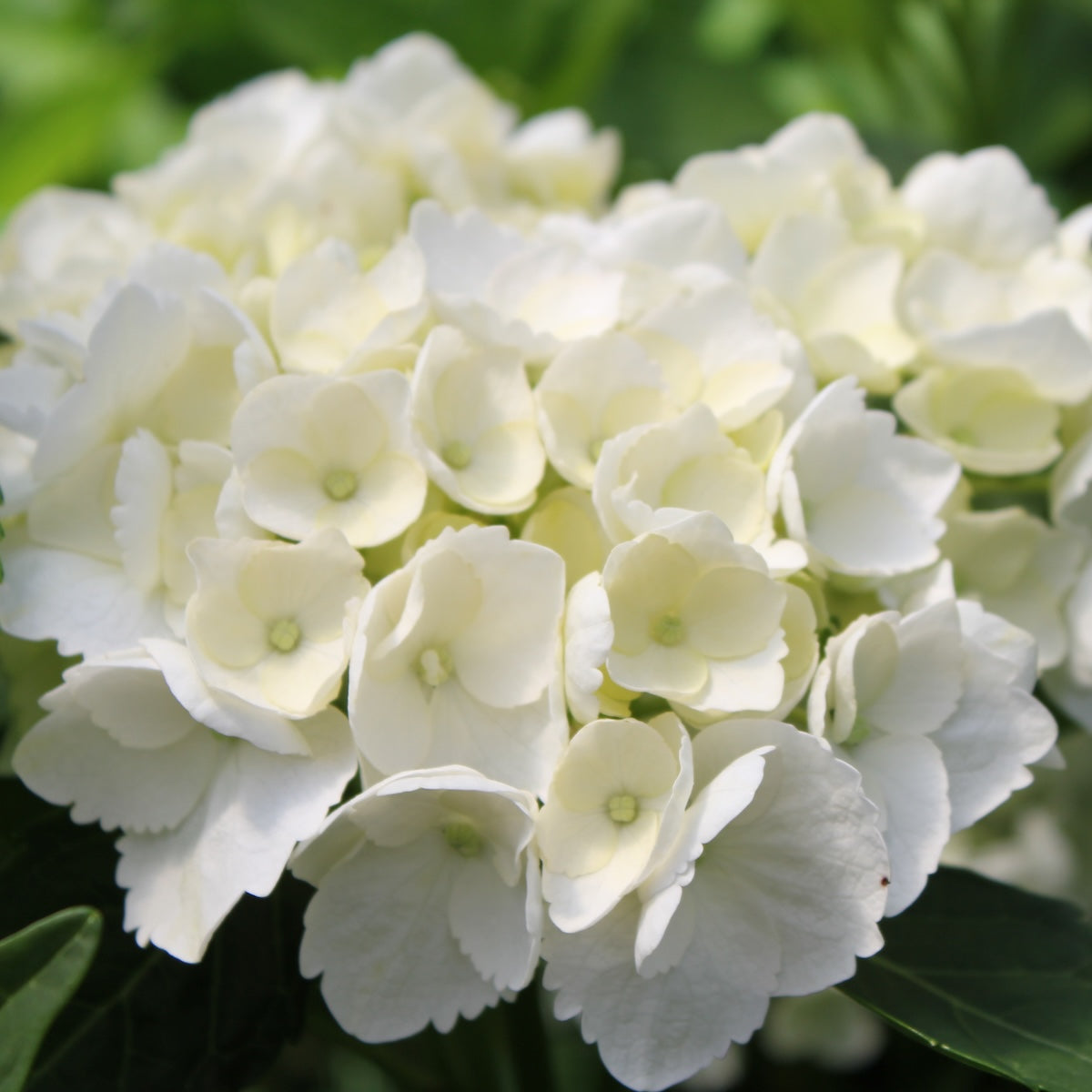 Hydrangea m. 'Sister Theresa' (white)