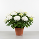 Hydrangea m. 'Sister Theresa' (white)