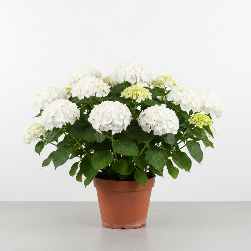 Hydrangea m. 'Sister Theresa' (white)
